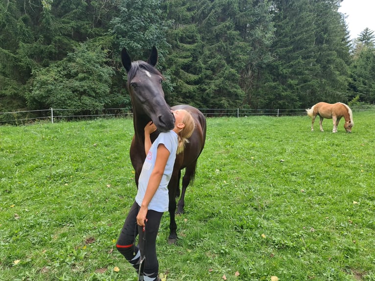 Weitere Warmblüter Mix Stute 9 Jahre 150 cm Rappe in Friesach
