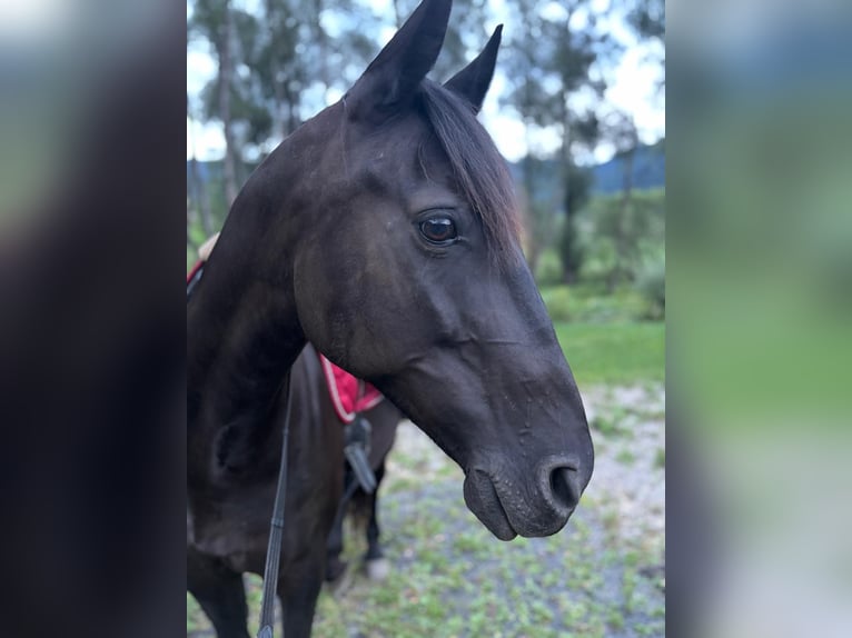 Weitere Warmblüter Mix Stute 9 Jahre 150 cm Rappe in Friesach