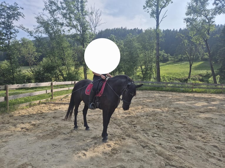 Weitere Warmblüter Mix Stute 9 Jahre 150 cm Rappe in Friesach