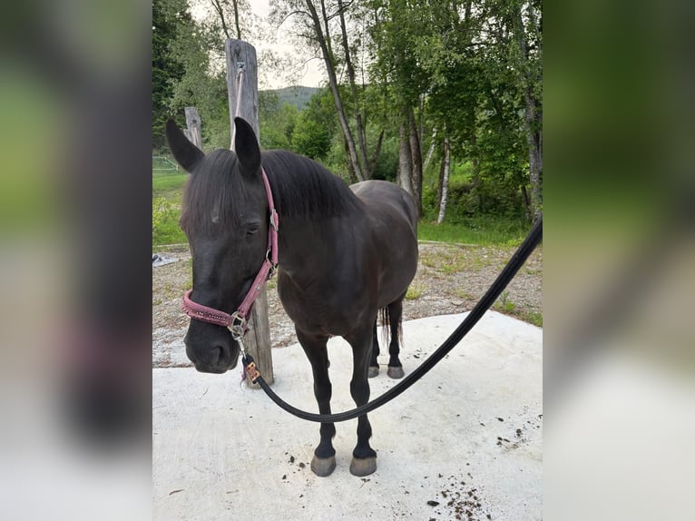 Weitere Warmblüter Mix Stute 9 Jahre 150 cm Rappe in Friesach