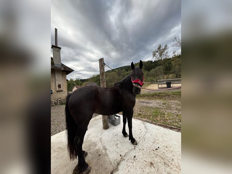 Weitere Warmblüter Mix Stute 9 Jahre 150 cm Rappe in Friesach