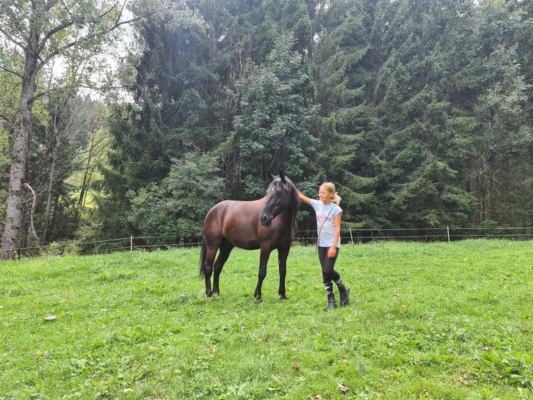 Weitere Warmblüter Mix Stute 9 Jahre 150 cm Rappe in Friesach