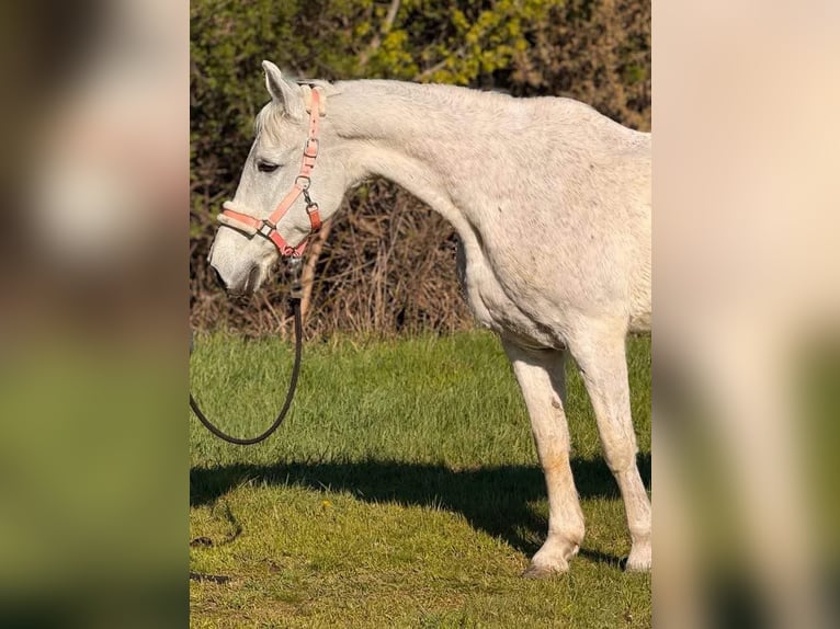 Weitere Warmblüter Stute 9 Jahre 154 cm Schimmel in Bócsa