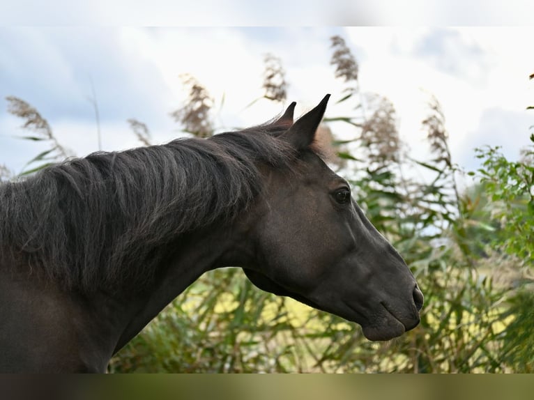 Weitere Warmblüter Mix Stute 9 Jahre 155 cm Dunkelbrauner in Neulengbach Weitere Warmblüter Mix Stute 9 Jahre 155 cm Dunkelbrauner in Neulengbach
