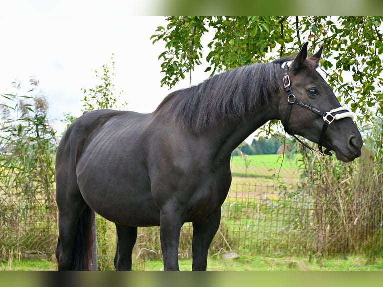 Weitere Warmblüter Mix Stute 9 Jahre 155 cm Dunkelbrauner in Neulengbach Weitere Warmblüter Mix Stute 9 Jahre 155 cm Dunkelbrauner in Neulengbach