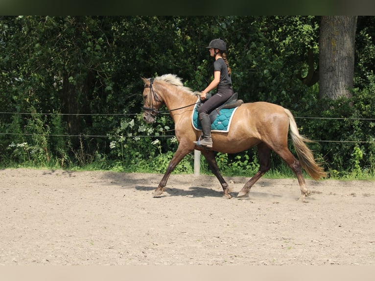 Weitere Warmblüter Mix Stute 9 Jahre 156 cm Palomino in Wijk en aalburg