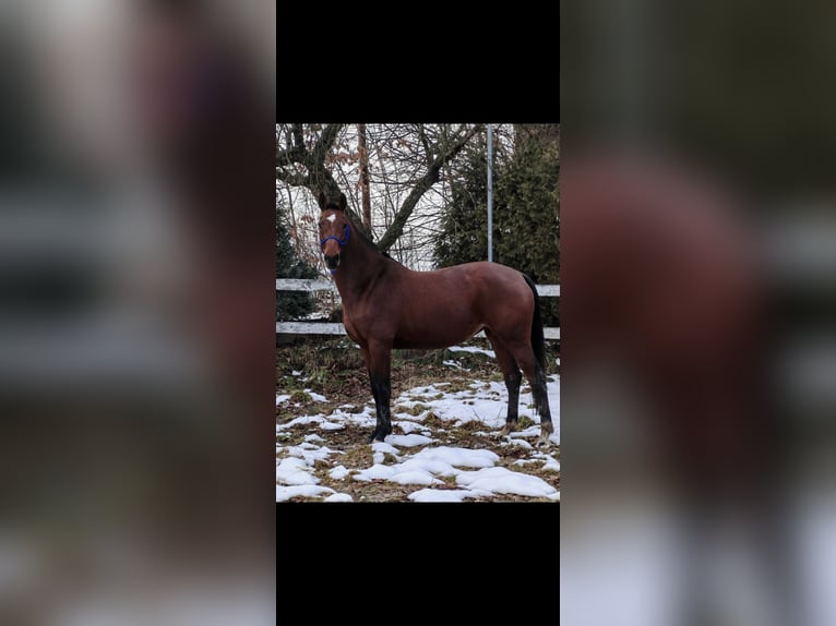 Weitere Warmblüter Stute 9 Jahre 157 cm Rotbrauner in Inwałd