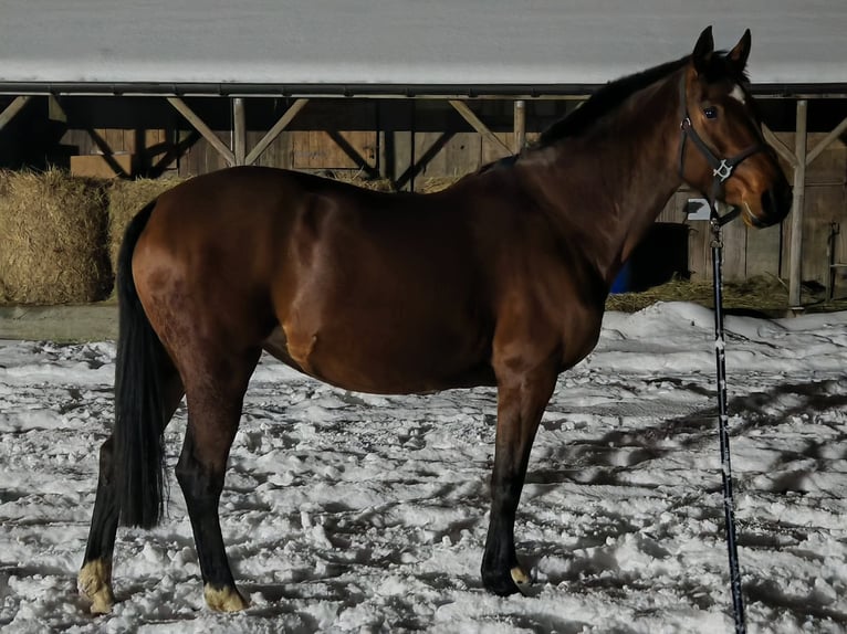 Weitere Warmblüter Stute 9 Jahre 157 cm Rotbrauner in Inwałd