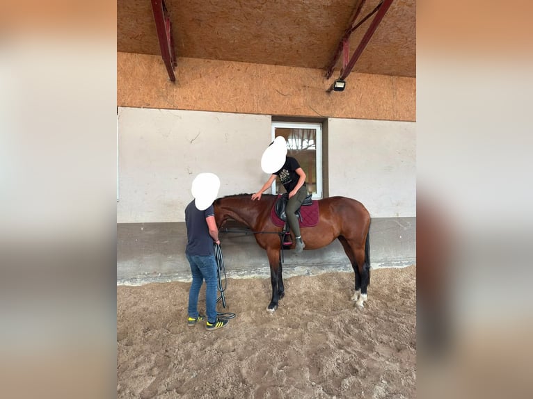 Weitere Warmblüter Stute 9 Jahre 157 cm Rotbrauner in Inwałd