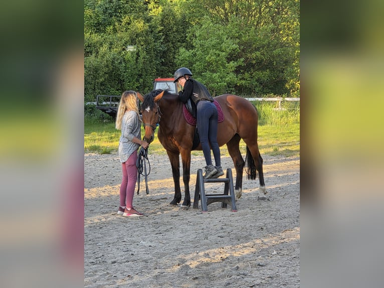 Weitere Warmblüter Stute 9 Jahre 157 cm Rotbrauner in Inwałd