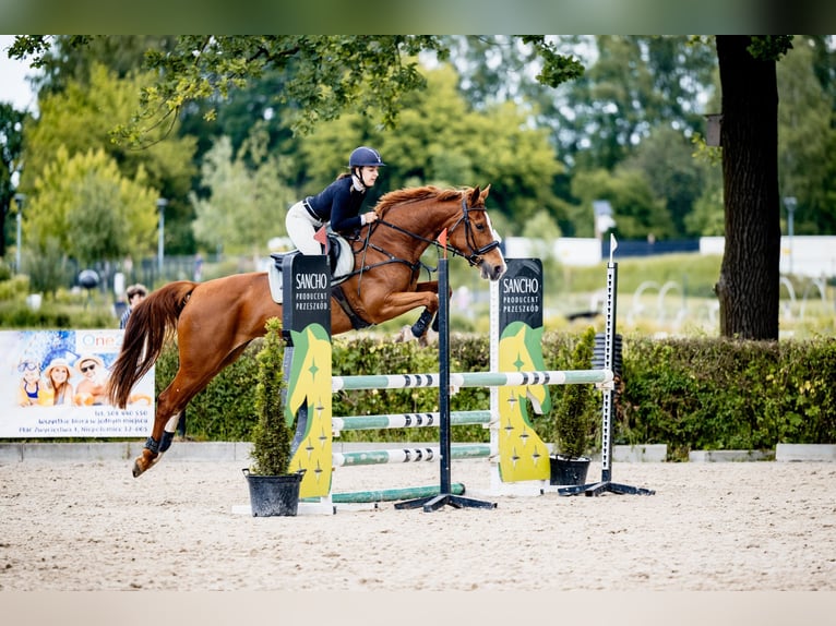 Weitere Warmblüter Stute 9 Jahre 158 cm Fuchs in Nowa Sarzyna