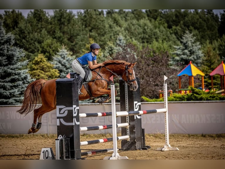Weitere Warmblüter Stute 9 Jahre 158 cm Fuchs in Nowa Sarzyna