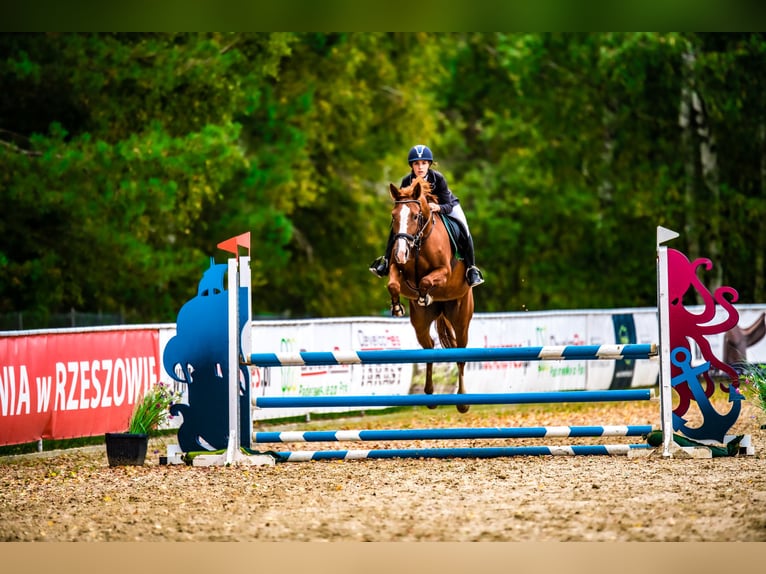 Weitere Warmblüter Stute 9 Jahre 158 cm Fuchs in Nowa Sarzyna