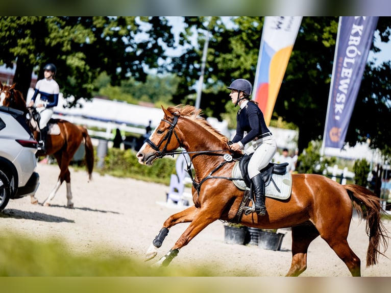 Weitere Warmblüter Stute 9 Jahre 158 cm Fuchs in Nowa Sarzyna