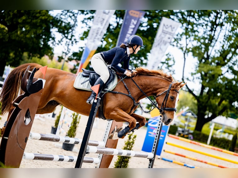 Weitere Warmblüter Stute 9 Jahre 158 cm Fuchs in Nowa Sarzyna
