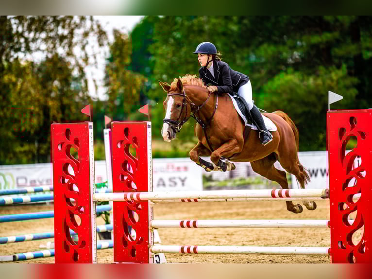 Weitere Warmblüter Stute 9 Jahre 158 cm Fuchs in Nowa Sarzyna