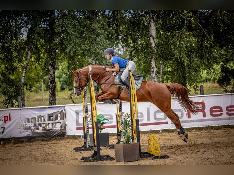 Weitere Warmblüter Stute 9 Jahre 158 cm Fuchs in Nowa Sarzyna