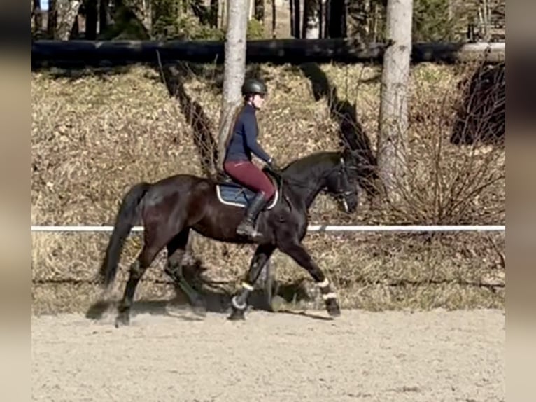 Weitere Warmblüter Stute 9 Jahre 158 cm Rappe in Pelmberg