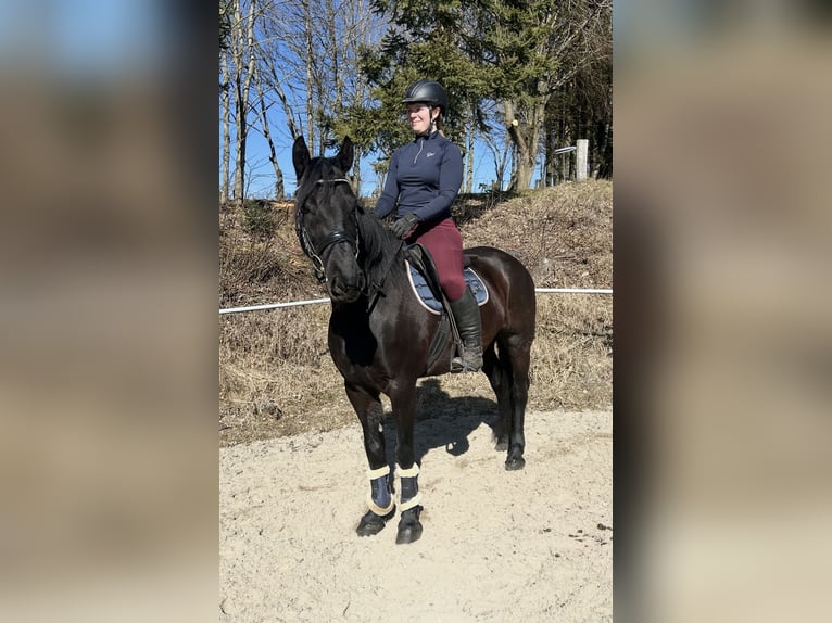 Weitere Warmblüter Stute 9 Jahre 158 cm Rappe in Pelmberg