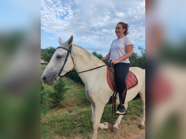 Weitere Warmblüter Stute 9 Jahre 158 cm White in Bale