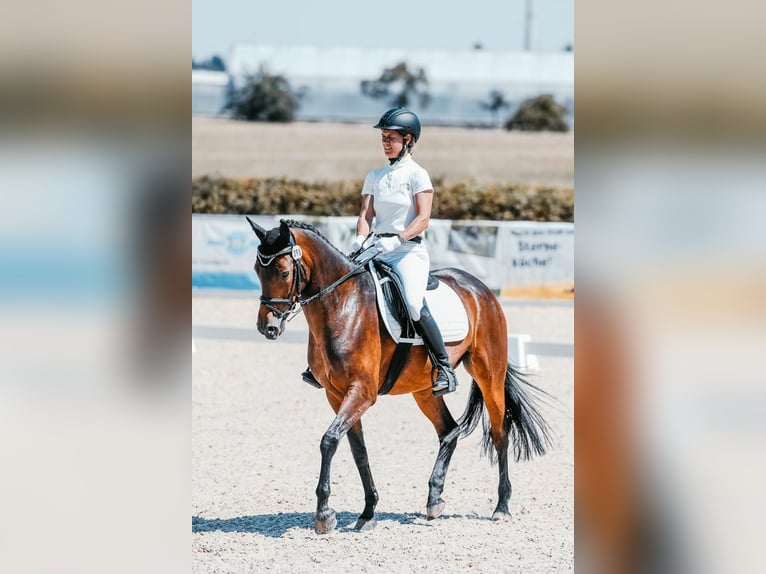 Weitere Warmblüter Stute 9 Jahre 160 cm Brauner in Aalen