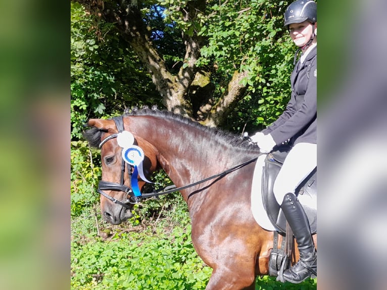 Weitere Warmblüter Stute 9 Jahre 160 cm Brauner in Aalen