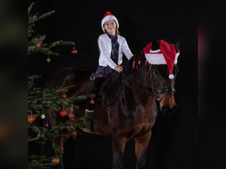 Weitere Warmblüter Stute 9 Jahre 160 cm Brauner in Aalen