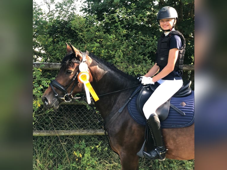 Weitere Warmblüter Stute 9 Jahre 160 cm Brauner in Aalen