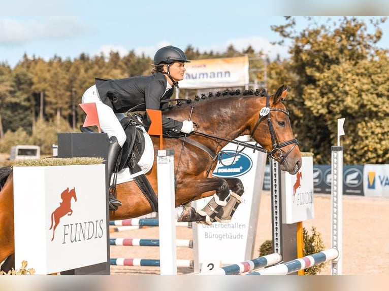 Weitere Warmblüter Stute 9 Jahre 160 cm Brauner in Aalen