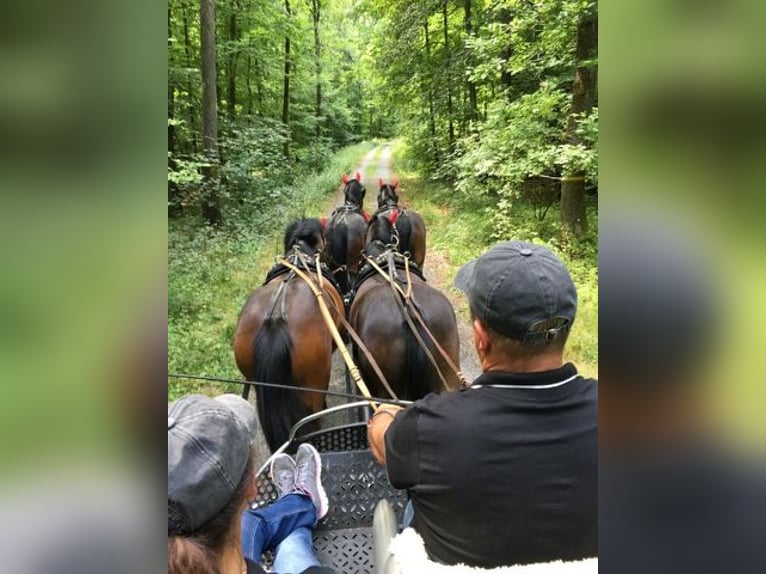 Weitere Warmblüter Stute 9 Jahre 160 cm Brauner in Aalen