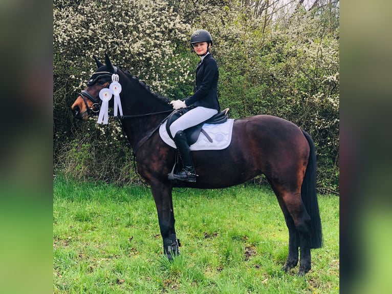Weitere Warmblüter Stute 9 Jahre 160 cm Brauner in Aalen