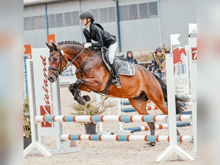 Weitere Warmblüter Stute 9 Jahre 160 cm Brauner in Aalen