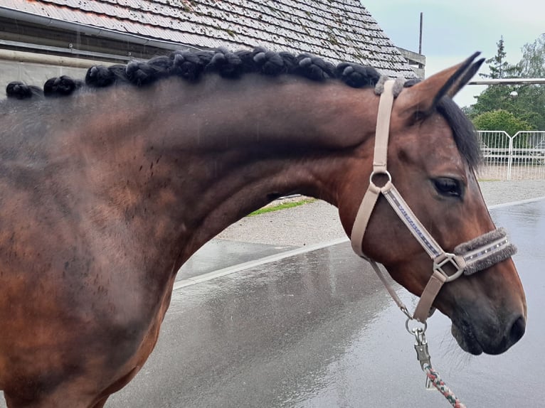 Weitere Warmblüter Stute 9 Jahre 160 cm Brauner in Aalen