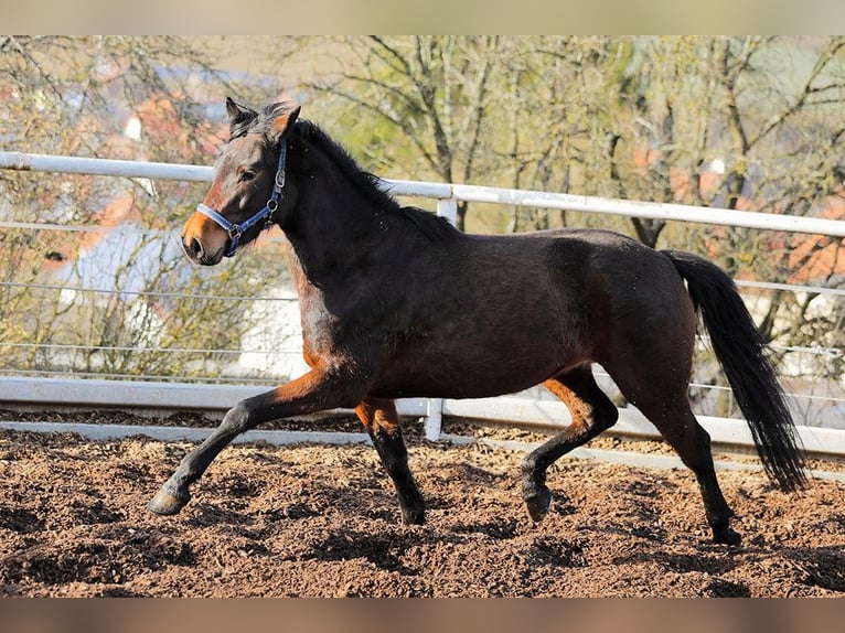 Weitere Warmblüter Stute 9 Jahre 160 cm Brauner in Aalen