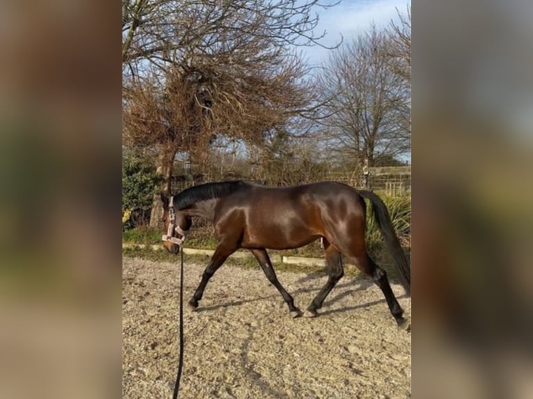 Weitere Warmblüter Stute 9 Jahre 160 cm Dunkelbrauner in Weinheim