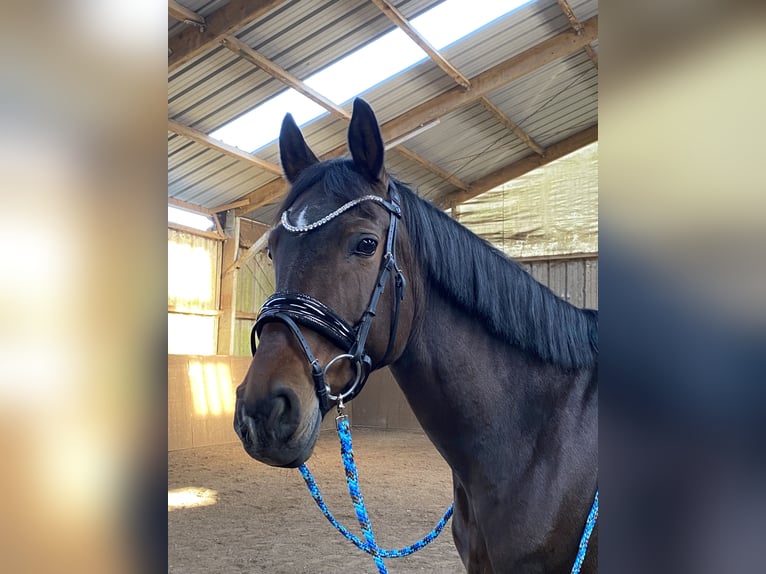 Weitere Warmblüter Stute 9 Jahre 160 cm Dunkelbrauner in Weinheim