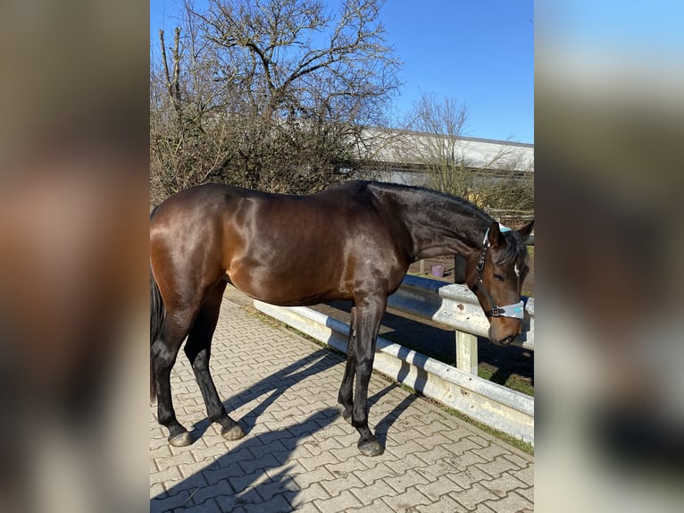Weitere Warmblüter Stute 9 Jahre 160 cm Dunkelbrauner in Weinheim
