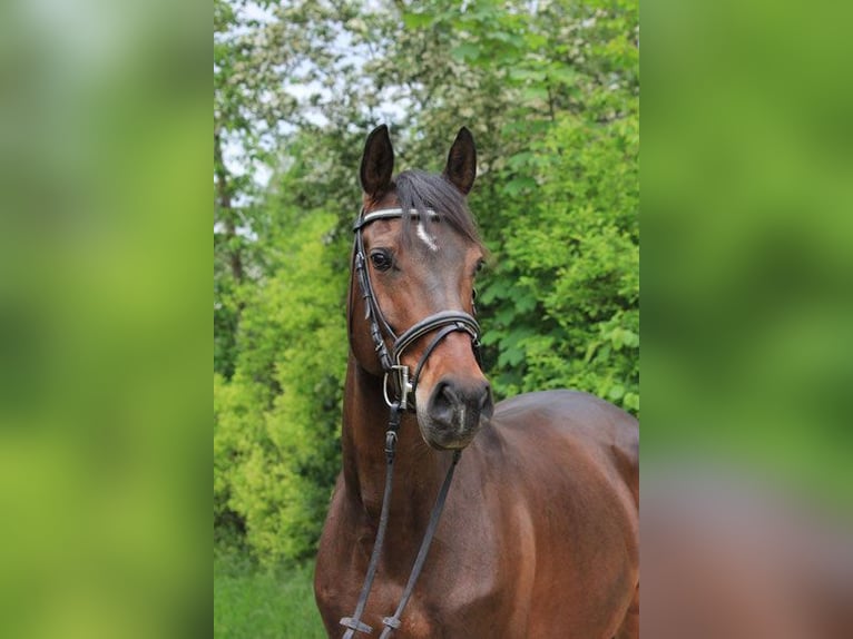 Weitere Warmblüter Stute 9 Jahre 160 cm Dunkelbrauner in Weinheim