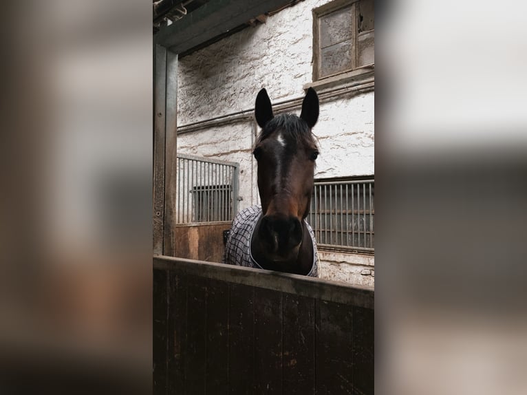 Weitere Warmblüter Stute 9 Jahre 160 cm Dunkelbrauner in Weinheim