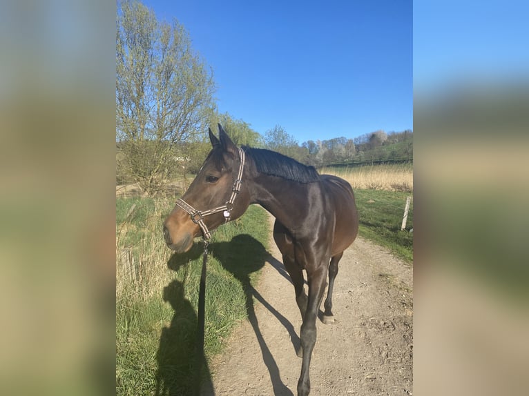 Weitere Warmblüter Stute 9 Jahre 160 cm Dunkelbrauner in Weinheim