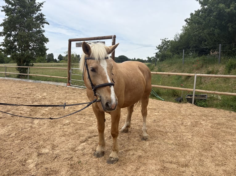 Weitere Warmblüter Stute 9 Jahre 160 cm Palomino in Rennertshofen