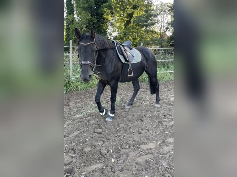 Weitere Warmblüter Stute 9 Jahre 160 cm Rappe in Haßloch