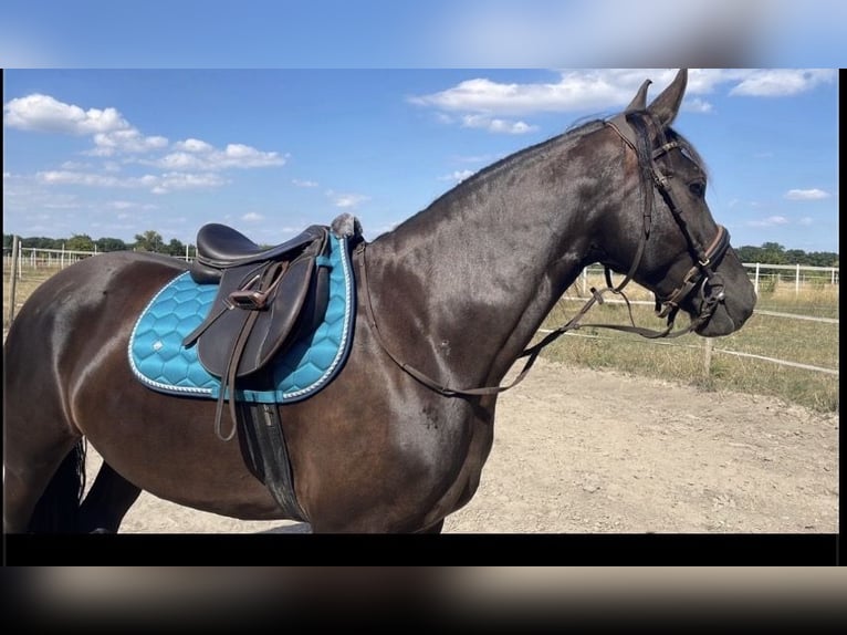 Weitere Warmblüter Stute 9 Jahre 160 cm Rappe in Haßloch