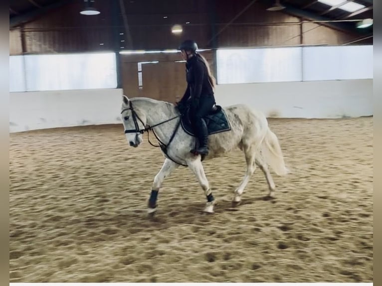 Weitere Warmblüter Stute 9 Jahre 160 cm Schimmel in Pelmberg