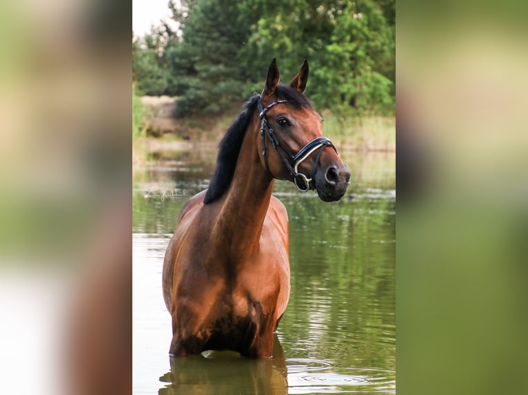 Weitere Warmblüter Stute 9 Jahre 163 cm Brauner in Grambin