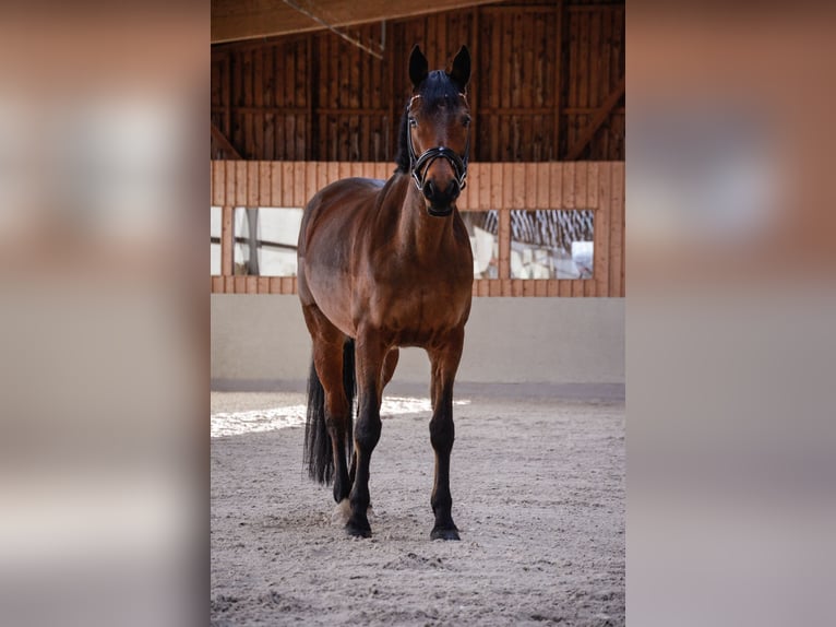 Weitere Warmblüter Stute 9 Jahre 163 cm Brauner in Grambin