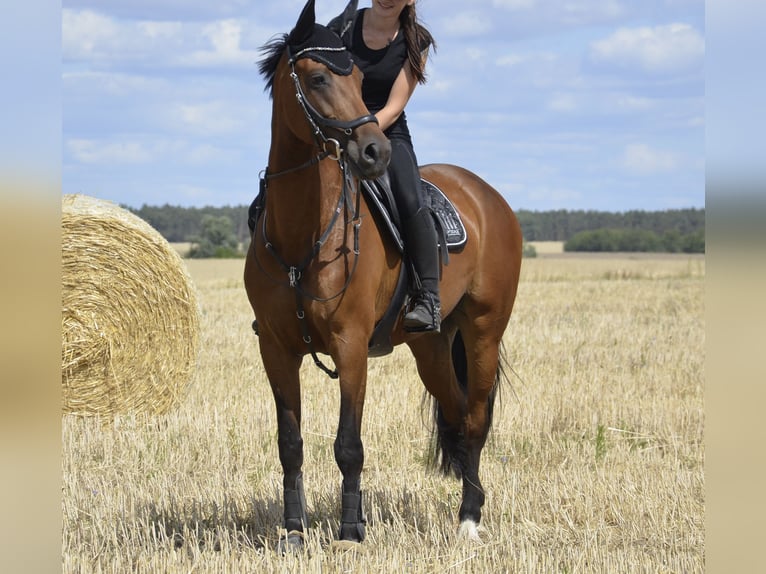 Weitere Warmblüter Stute 9 Jahre 163 cm Brauner in Grambin