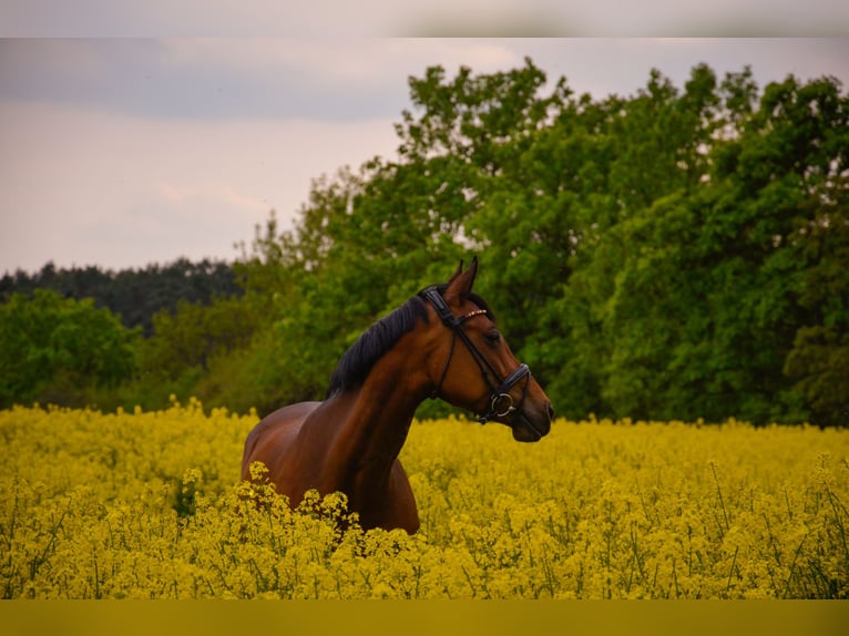 Weitere Warmblüter Stute 9 Jahre 163 cm Brauner in Grambin