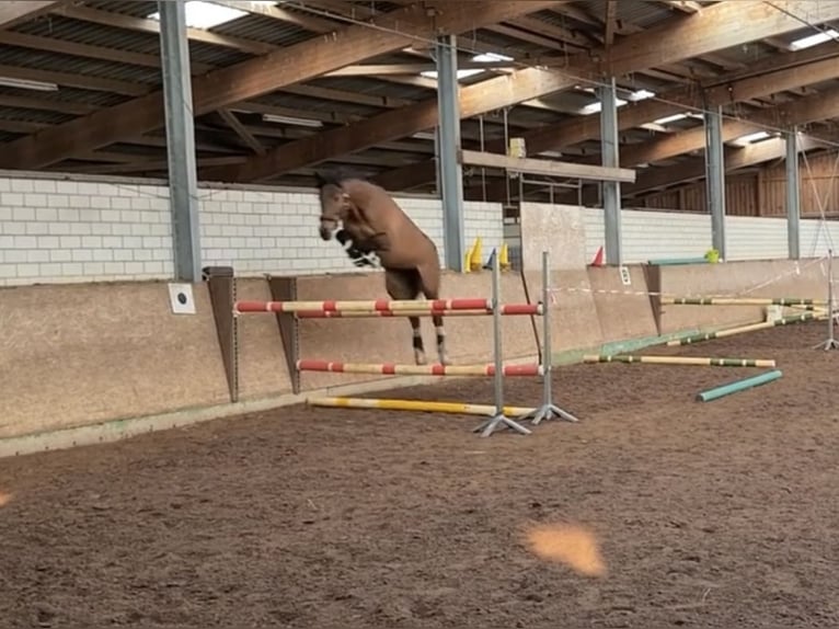 Weitere Warmblüter Stute 9 Jahre 163 cm Brauner in Grambin