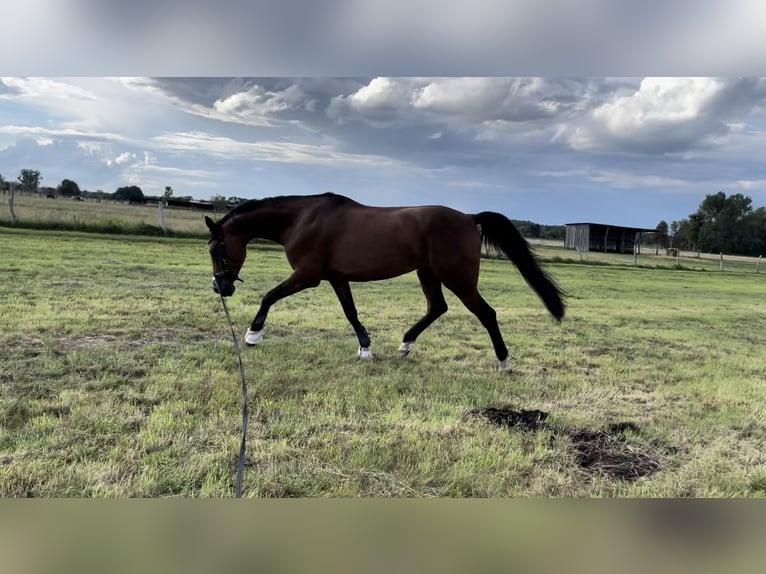 Weitere Warmblüter Stute 9 Jahre 163 cm Brauner in Grambin